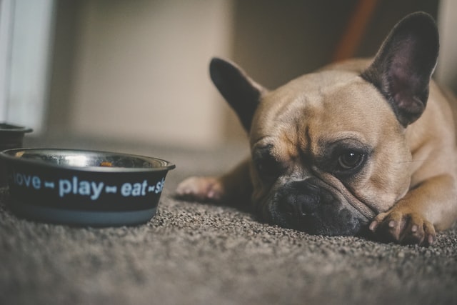 dog not eating sad