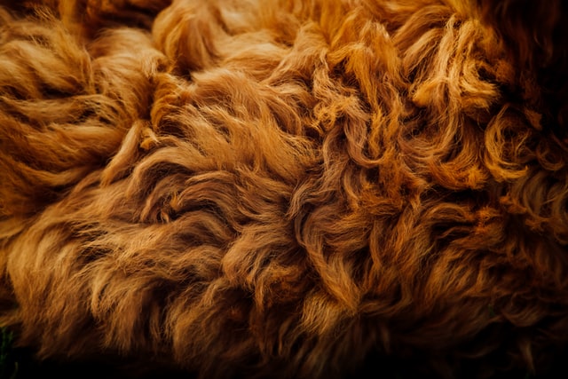 orange red animal pelt