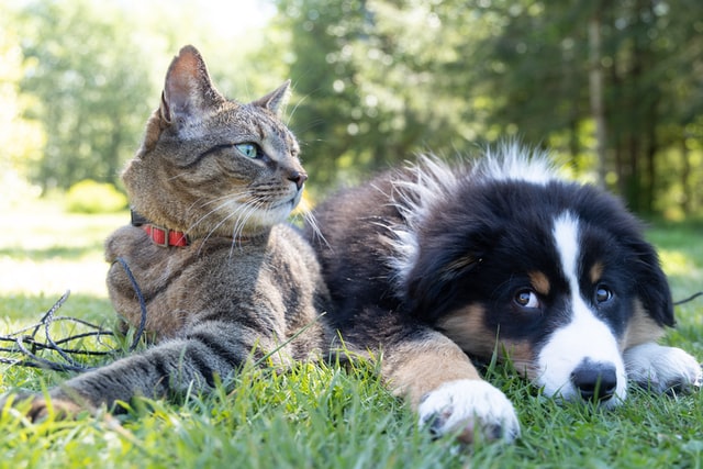 cat dog outside cute together