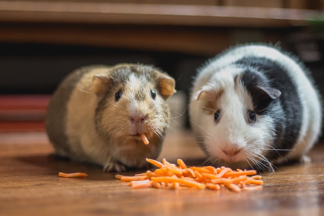 two hamster eating carrot