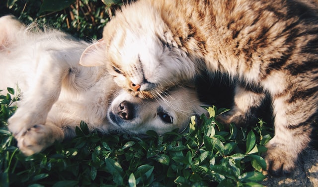 little dog and cat cuddeling outside 