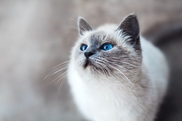 cat white grey with blue eyes