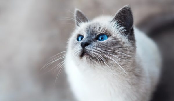 mikhail-vasilyev-IFxjDdqK_0U-unsplash cat white grey with blue eyes